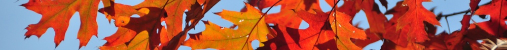 Herfst 05.jpg